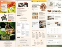 WordPress üzleti weboldal készítése